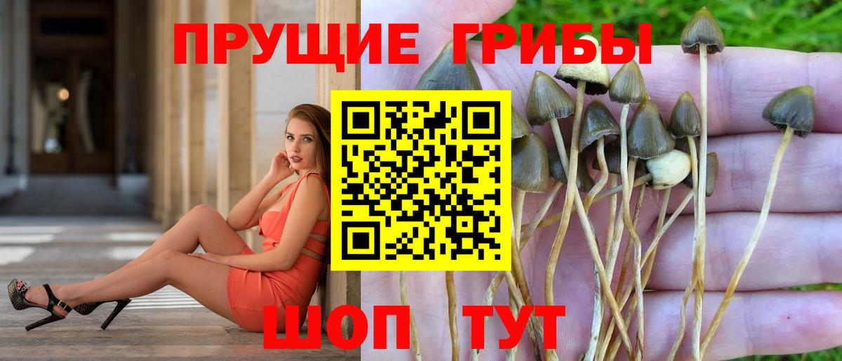 Псилоцибиновые грибы GOLDEN TEACHER  Вход с VPN  Сосновоборск 