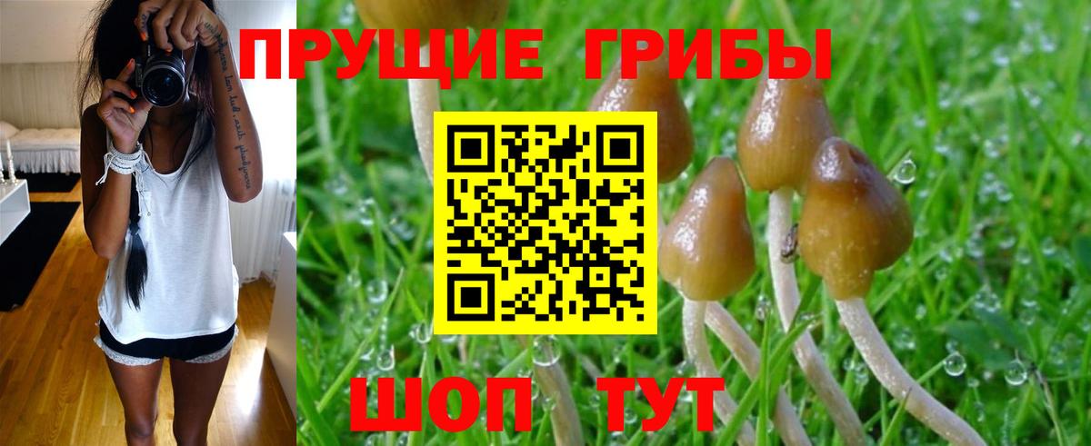 Галлюциногенные грибы Psilocybe Сосновоборск